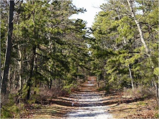 new_jersey_coastal_plain_pitch_pine_barren.jpg