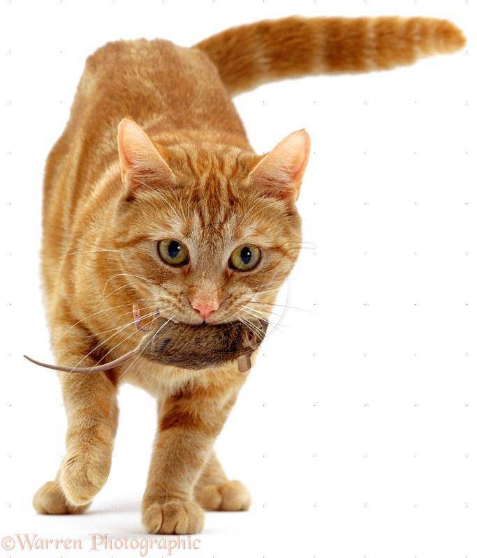 00639-Ginger-cat-with-a-captured-mouse-white-background.jpg