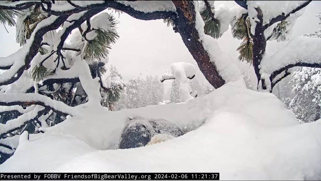 02-06-24.Big Bear Bald Eagle Live Nest - Cam 1.jpg