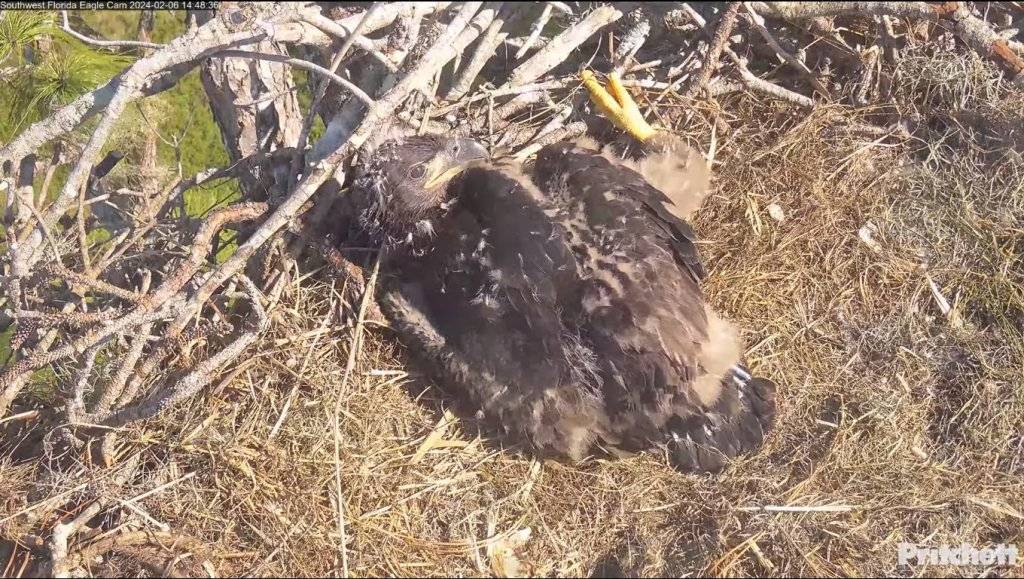 02-06-24.Southwest Florida Eagle Cam.jpg