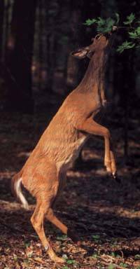 26647-DeerReaching.jpg