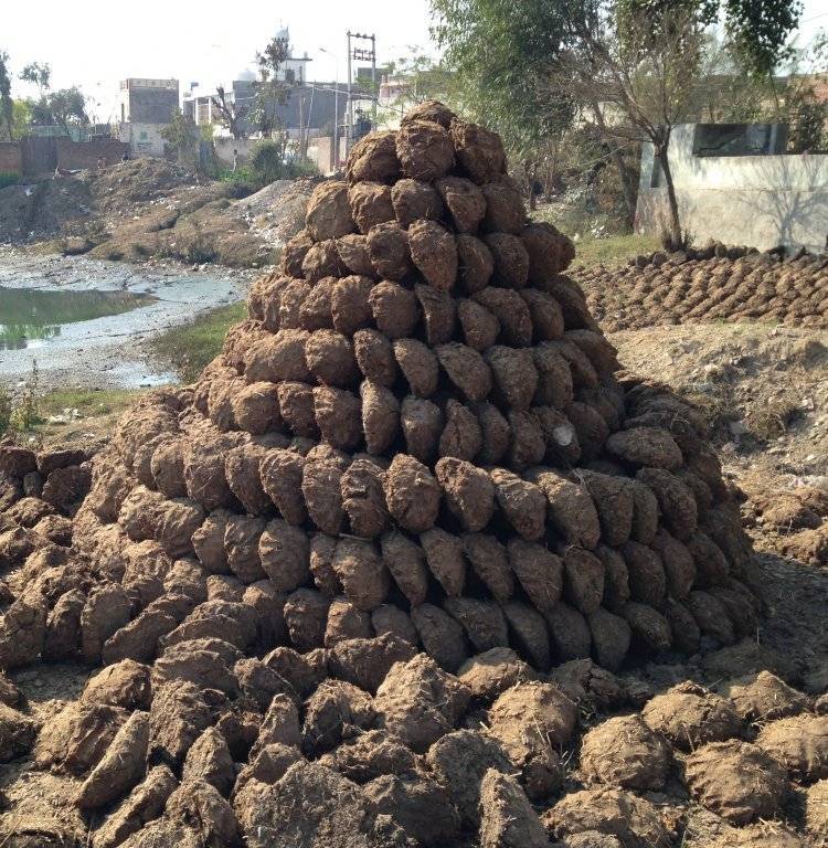 A_Pile_of_Dung_Cakes.JPG