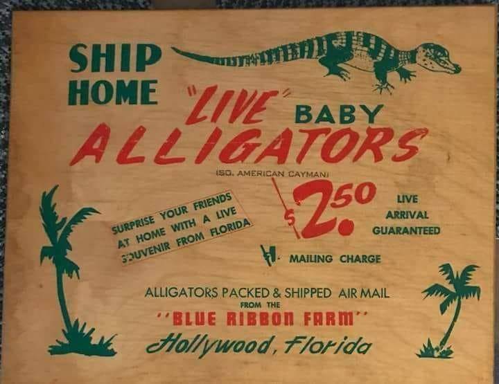 BABY.ALLIGATORS.FOR.SALE.jpg