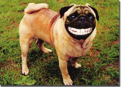 Big+Grin+Pug.jpg