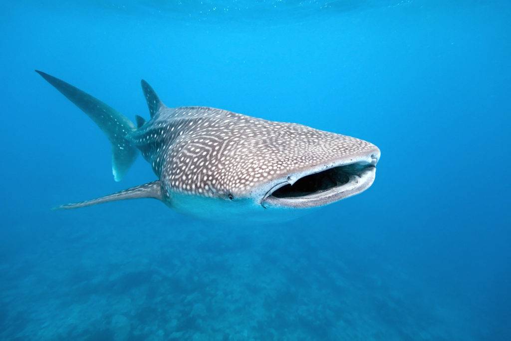 bigstock-Whale-shark-12121163-1024x683.jpg