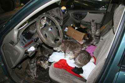 Car cats.jpg