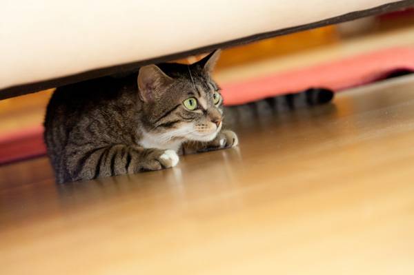 cat-hiding-under-couch.jpg