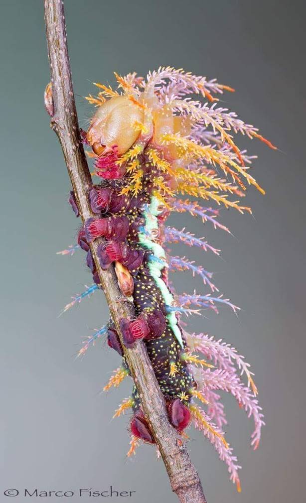 caterpillar.jpg