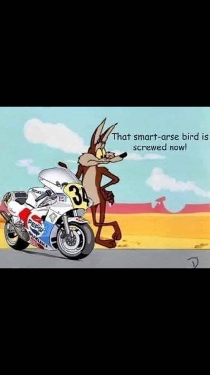 COYOTE.vs.ROAD.RUNNER.BIKE.jpg