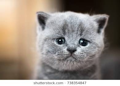 cute-kitten-portrait-british-shorthair-260nw-738354847.jpg