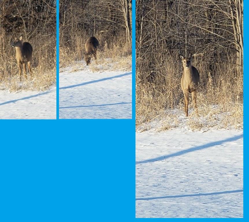 deer.jpg