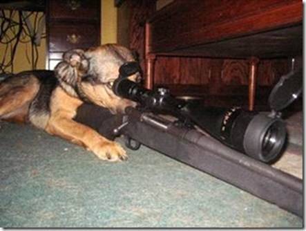 dogsniper.jpg