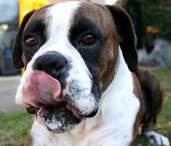 drooling%20boxer.jpg