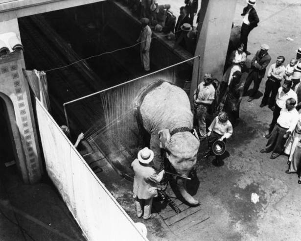 elephant_in_car_wash.jpg