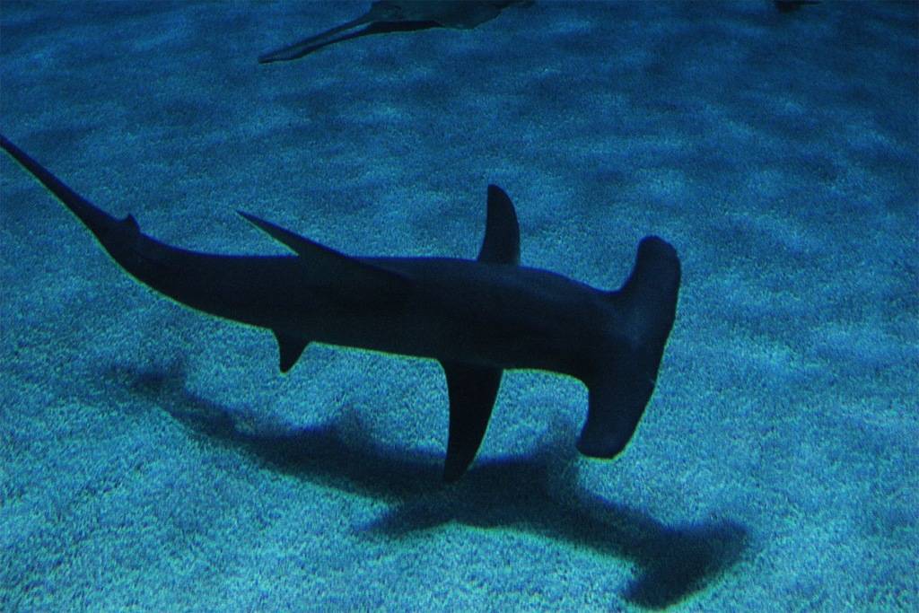 hammerhead%2Bshark%2B3.jpg