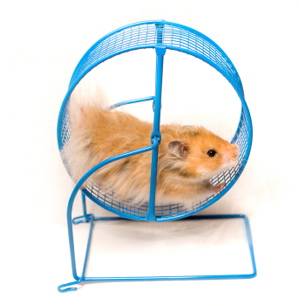 hamster2.jpg