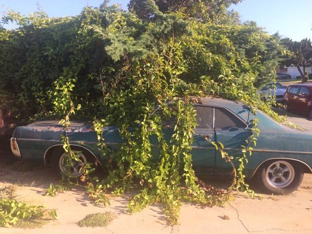 Hedge eating car.jpg