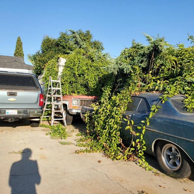 hedge growing over car.jpg