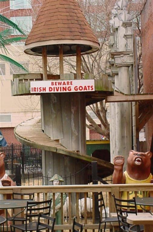 irish diving goats (Large).jpg