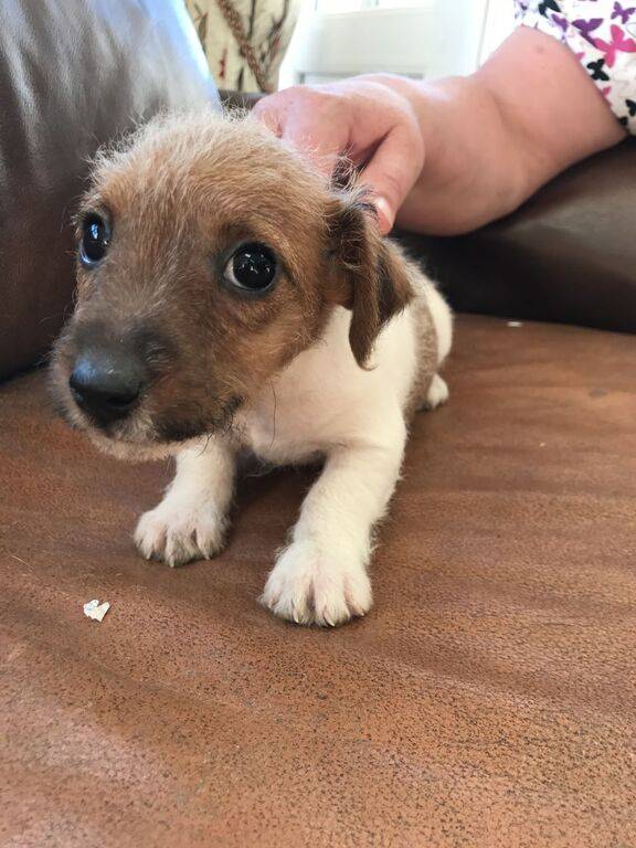 jack-russell-puppies-for-sale-596e641cbbff2.jpg