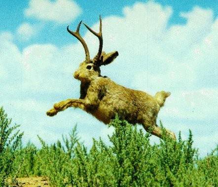 jackalope.jpg