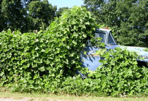 KUDZU.png