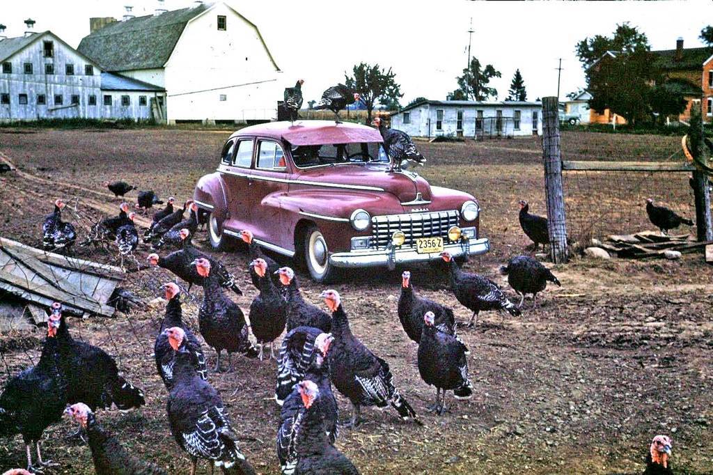 late-1940s-dodge-on-a-turkey-farm.jpg