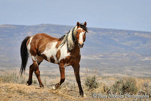 painted horse.jpg