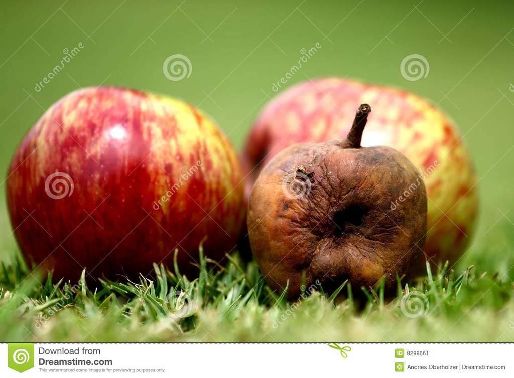 rotten-apple-will-spoil-whole-batch-8298661.jpg