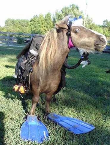 scuba-horse.jpg