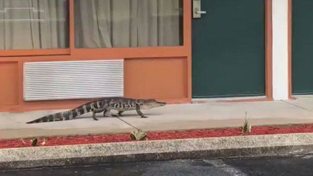 Sebing_hotel_gator_captured_0_5332133_ver1.0_640_360.jpg