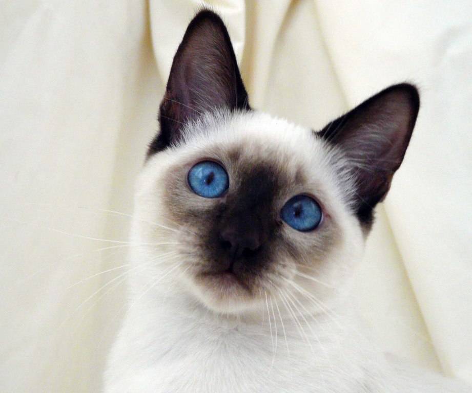 siamese-animal-wallpaper3.jpg