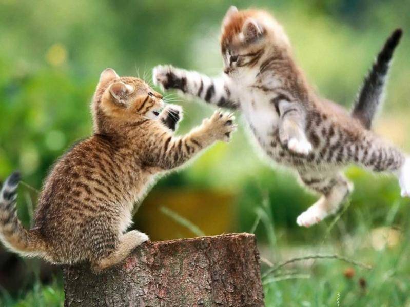 two-cats-fighting-l.jpg