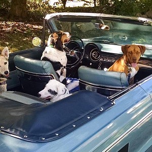 1966 Dodge Polara 500 Convertible