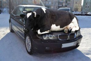 Cow-on-E46-BMW.jpg