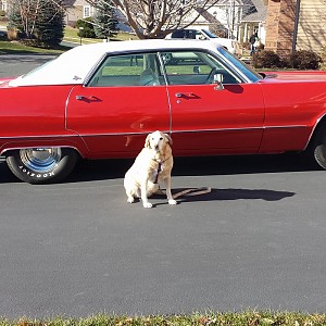 Imperials And Vivian On A Warm And Snowless Thanksgiving Day/week