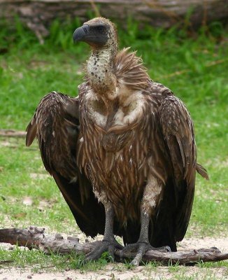 White-backed_vulture_1807.jpg