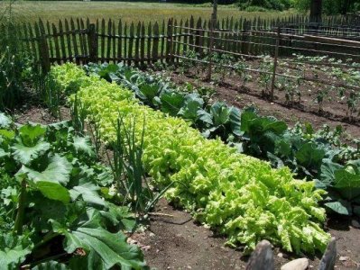 Organic-Vegetable-Garden.jpg