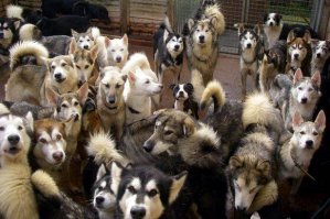 Dozens+of+dogs.jpg