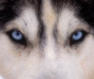 wolf-eyes.jpg