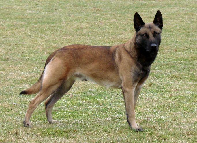 Belgian-Malinois.jpg