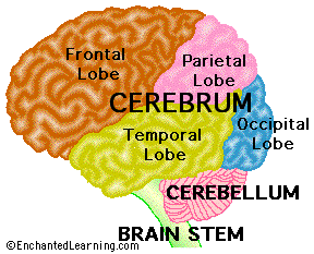 Brainlobes.GIF