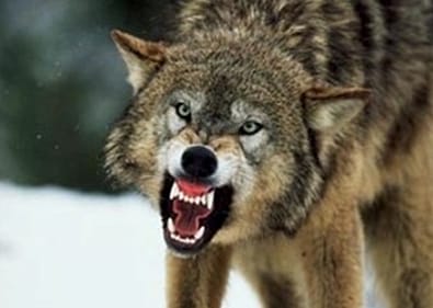 Wolf-teeh.jpg