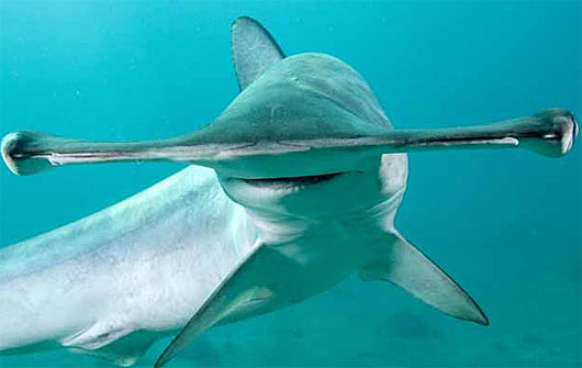 smooth-hammerhead-shark-head.jpg