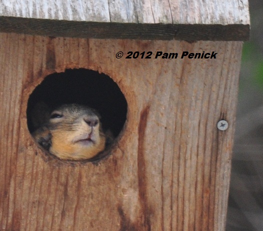 Squirrel_snoozing_in_owl_box.JPG