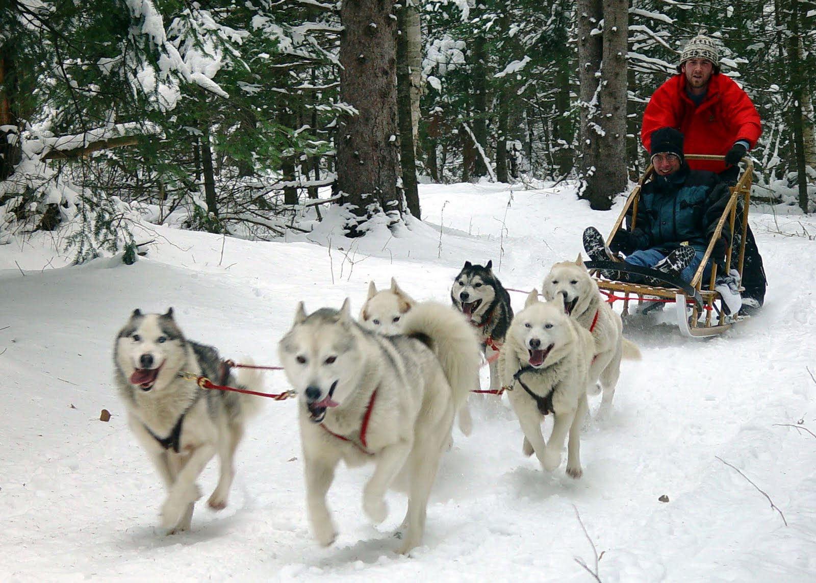 dogsledding.jpg