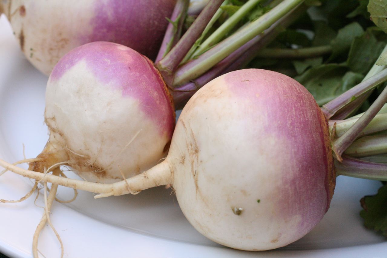 Turnip_2622027.jpg