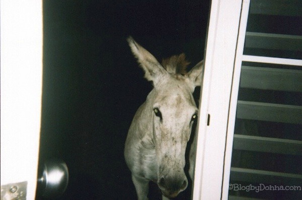 Donkey-at-Door-at-Caneel-Bay.jpg